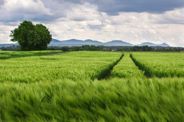 jordan agriculture sector