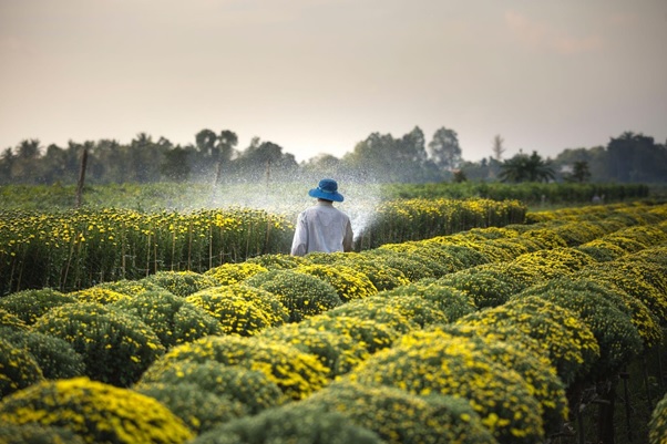 Iraq Reformation of Nationwide Agriculture System